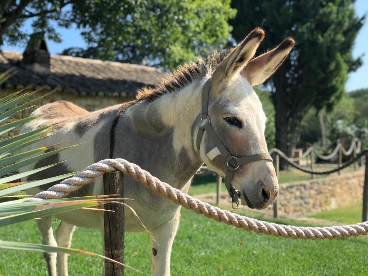 Domaine De Gressac Villa Verfeuil Buitenkant foto